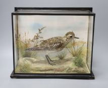 An early 20th century cased taxidermic Golden Plover, case 37cm wide