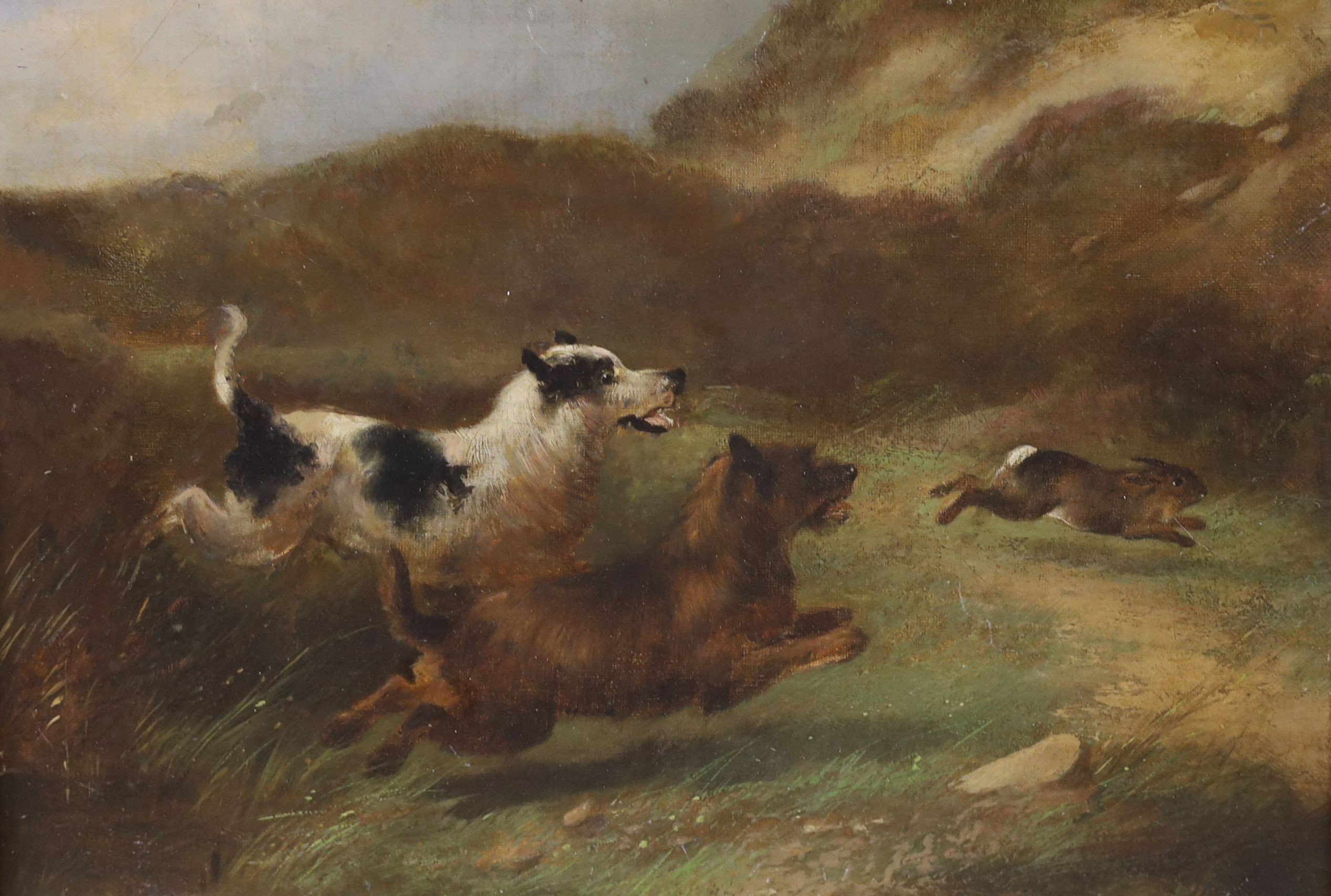Charles Morris (19th century), oil on canvas, Terriers chasing a rabbit, signed, 24 x 34cm