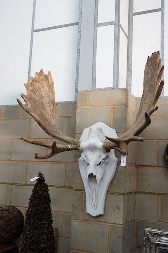 A large moose antler and skull wall trophy on painted wood backplate, width 110cm, height 120cm - Image 2 of 3