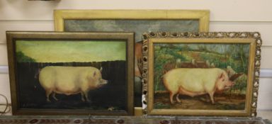 French School, three primitive studies in oil of pigs and a bull, indistinctly signed, largest 37