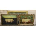 French School, three primitive studies in oil of pigs and a bull, indistinctly signed, largest 37