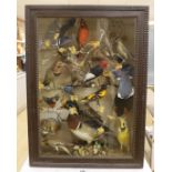 A late 19th / early 20th century North America taxidermy display of Native birds and chipmunk,