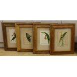 English School c.1900, set of four watercolours, Named studies of orchids, 26 x 18cm