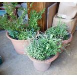 Three circular terracotta garden planters, largest diameter 77cm height 45cm