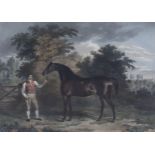 Scott after Tomson, hand coloured engraving, Portrait of the horse Orville, 50 x 64cm
