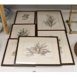 A collection of six mid 19th century framed and mounted marine botanical specimens