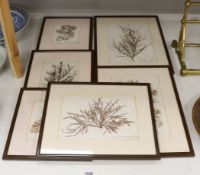 A collection of six mid 19th century framed and mounted marine botanical specimens