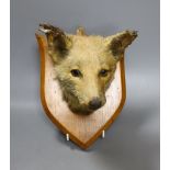 A taxidermic fox head, mounted on a wooden wall plaque