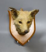 A taxidermic fox head, mounted on a wooden wall plaque