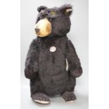 A boxed Steiff Schwarzbar bear,52 cms high.