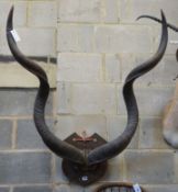 Taxidermy: Shield mounted Kudu horns, approximately 97 cm across