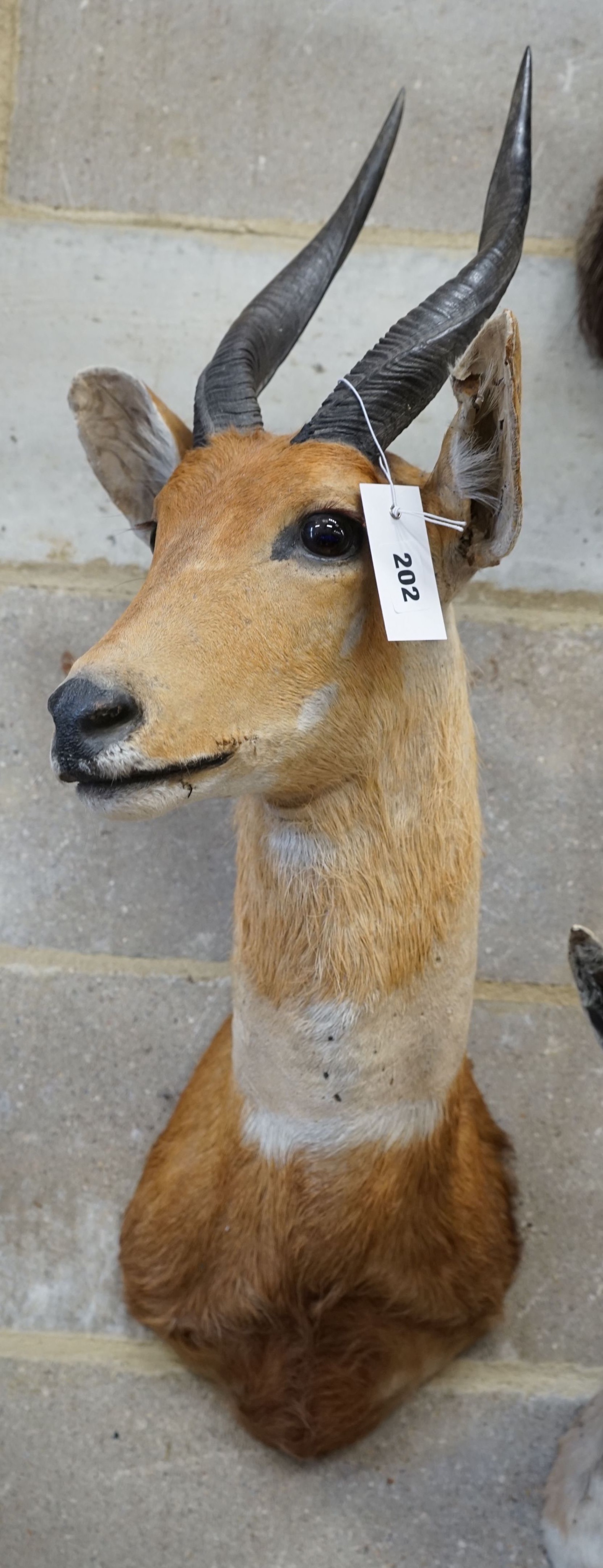 Taxidermy: A mounted antelope mask, approximately 74 cm high