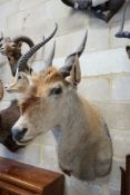 Taxidermy: A mounted Eland mask, projects approximately 80 cm