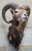 A mounted taxidermy goat’s mask, approximately 53 cm high