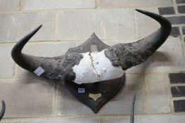 A mounted taxidermy pair, African Cape buffalo horns, approximately 78 cm across