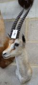 Taxidermy: A mounted taxidermy gazelle mask, approximately 70 cm high