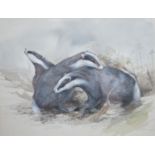 Tim Bramfitt, watercolour, Badgers, illustration for The Domesday Book of Animals, signed, 23 x