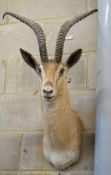 Taxidermy: A mounted gazelle mask, approximately 85 cm high