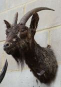 Taxidermy: A mounted goat mask, approximately 44 cm high