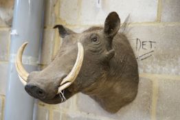 Taxidermy: A mounted warthog mask, Approximately 39 cm high