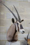 Taxidermy: A mounted Gemsbok mask, approximately 117 cm high