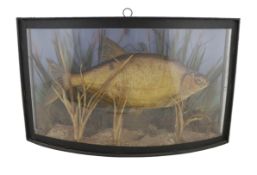 A W.F. Homer taxidermic bream, in bowfront display case, width 61cm, depth 16cm, height 37cmWith