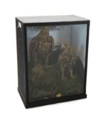 A cased taxidermic pair of golden eagles, in naturalistic setting, ex Walter Potter, Bramber. From