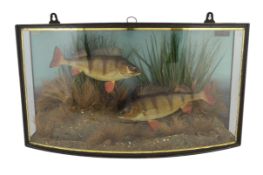 A John Cooper & Sons taxidermic display of two perch, caught by S.F. Maybrick, Warminster, July 14th