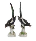 A pair of large Meissen figures of magpies, late 19th century, each with blue crossed swords mark,