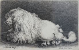 Wenceslaus Hollar Von Prachna (1607-1677) 'The Bolognese Terrier'etchingsigned in the plate and