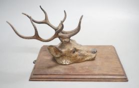 An early 20th century Viennese cold painted bronze stag's head paper clip, mounted on oak panel.