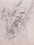 Clifford Hall (1904-1973), pencil on paper, Study of foxgloves, signed and dated '50, 37 x 28cm