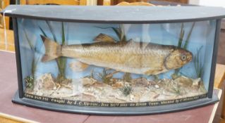 A cased taxidermy Chubb, caught on the river Tern by JC Upton, mounted by C. Wheeldon,73 cms wide.