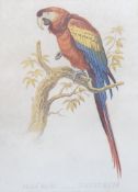 Three Victorian hand coloured lithographs of exotic birds from Cassell’s book of birds, 21.5cm x