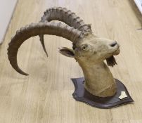 A taxidermy Ibex on shield shaped wooden mount, ivorine label ‘Baltistan 24th July 1908’, 87 cms