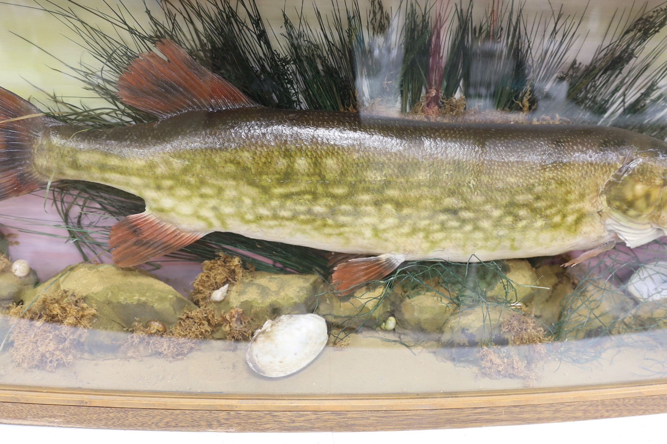 A large cased taxidermic pike, 107 cm wide x 40.5 high. - Image 3 of 3