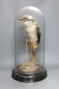 Taxidermy - a Laughing Kookaburra on a perch, under a glass dome, 53.5 cm high**CONDITION REPORT**