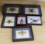 Entomology- Atlas beetle, Tarantula, Harlequin beetle, Hercules beetle, scorpion and Dragon Head