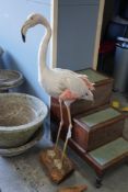 A taxidermic flamingo, height 120cm**CONDITION REPORT**PLEASE NOTE:- Prospective buyers are strongly