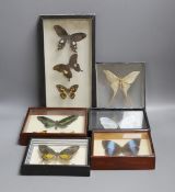 Entomology - Exotic butterfly and moth specimens contained in six glazed cases, largest case 34.5 cm