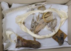 Fish and amphibian anatomy and dried specimens, including a shark jaw, 37.5 cm wide, fish