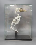 Bird anatomy - an articulated Piping Hornbill skeleton, in a glass case, 34 cm high**CONDITION