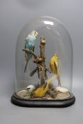 Taxidermy- a budgerigar and canary group, under a glass dome, 35 cm high**CONDITION REPORT**PLEASE