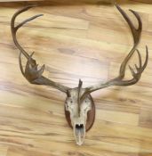 A large mounted Red Deer stag antlers on a skull and oak wall mount, antlers 99 cm wide**CONDITION