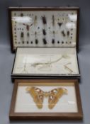 Entomology and Ornithology- beetle, scorpion, cicada, dragonfly etc. specimens in a glazed case,