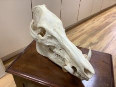 Animal anatomy - a warthog or wild boar skull, 39 cm long**CONDITION REPORT**PLEASE NOTE:-