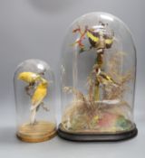Taxidermy - a Victorian group of two goldfinches and a group of canaries, each under glass domes, 42