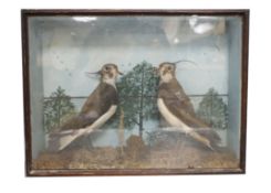 Taxidermy- an early 20th century group of two lapwings, In a glazed case, 52 cm wide**CONDITION