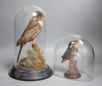 Taxidermy - a kingfisher and a ring ouzel, each under a glass dome, the tallest 30 cm (2)**