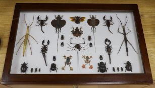 Entomology and Herpetology- insect, scorpion, flying lizard, tree and frog specimens in a large